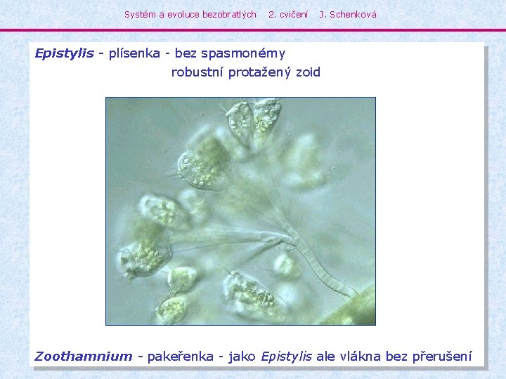 Systém a evoluce bezobratlých 2. cvičení J. Schenková Epistylis - plísenka - bez spasmonémy