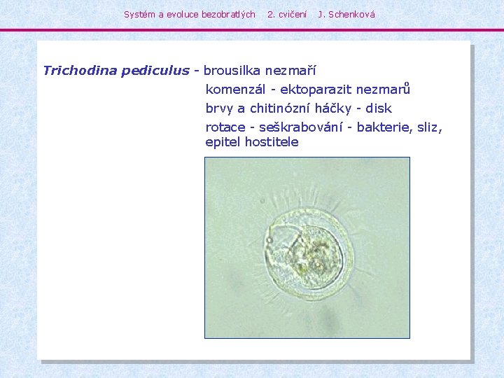 Systém a evoluce bezobratlých 2. cvičení J. Schenková Trichodina pediculus - brousilka nezmaří komenzál