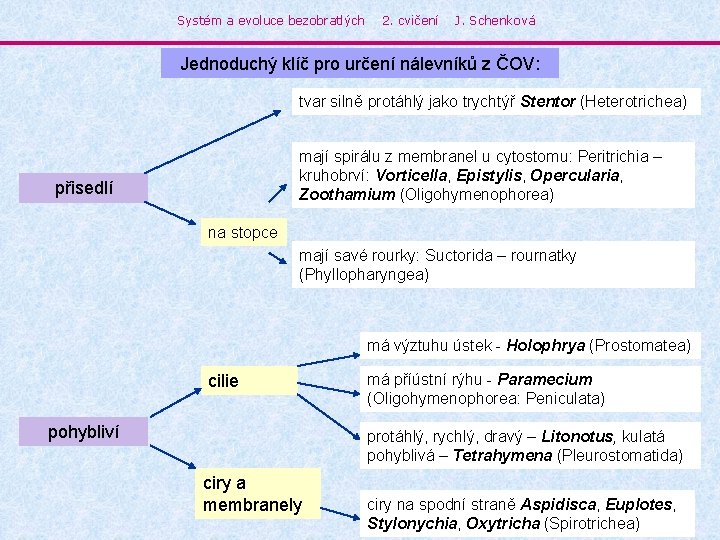 Systém a evoluce bezobratlých 2. cvičení J. Schenková Jednoduchý klíč pro určení nálevníků z