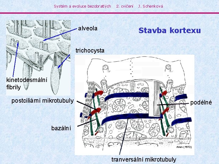 Systém a evoluce bezobratlých alveola 2. cvičení J. Schenková Stavba kortexu trichocysta kinetodesmální fibrily