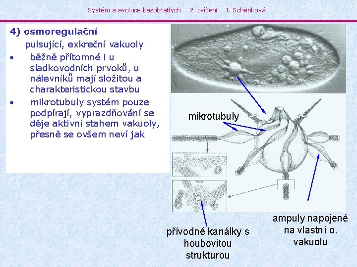 Systém a evoluce bezobratlých 4) osmoregulační pulsující, exkreční vakuoly • běžně přítomné i u