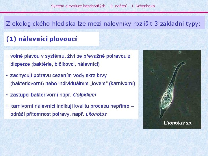 Systém a evoluce bezobratlých 2. cvičení J. Schenková Z ekologického hlediska lze mezi nálevníky