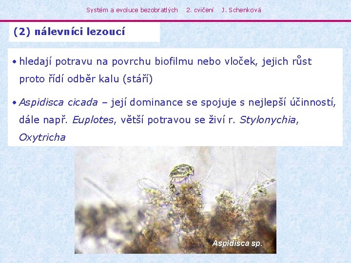 Systém a evoluce bezobratlých 2. cvičení J. Schenková (2) nálevníci lezoucí • hledají potravu