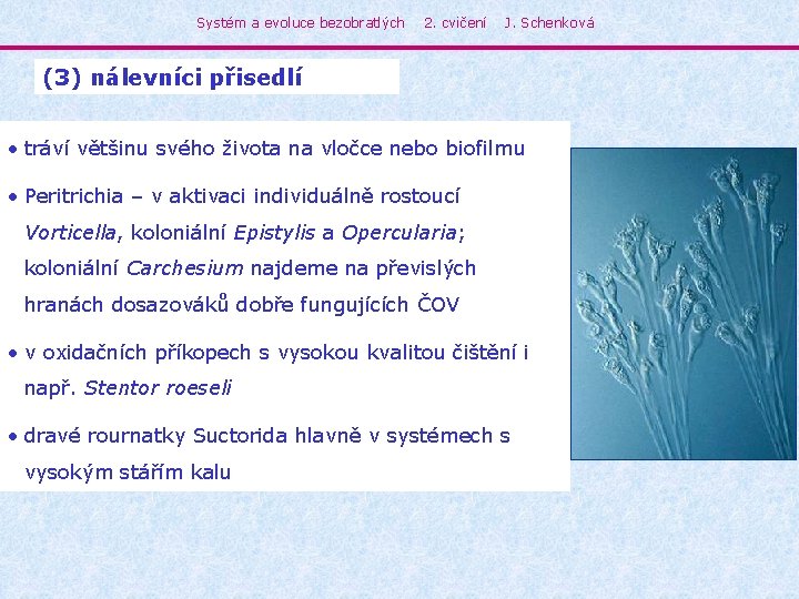 Systém a evoluce bezobratlých 2. cvičení J. Schenková (3) nálevníci přisedlí • tráví většinu