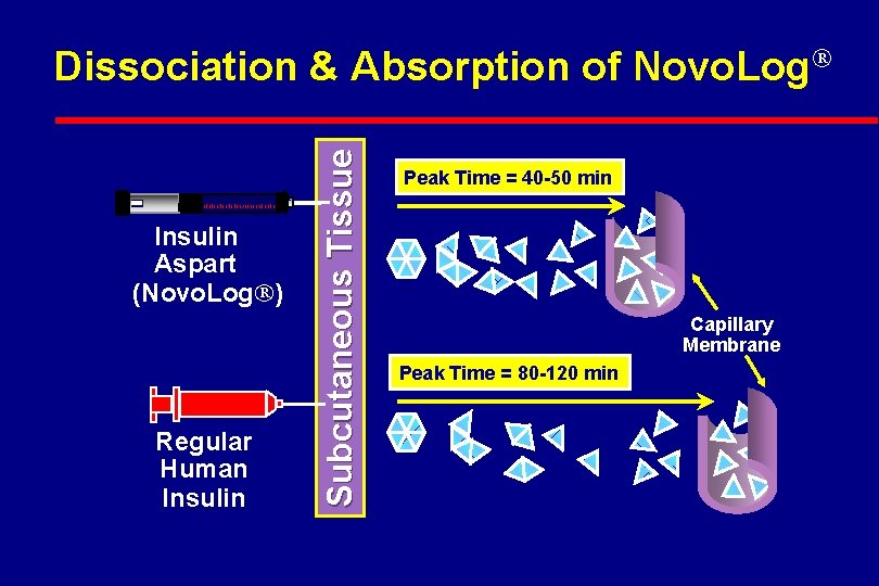 Insulin Aspart (Novo. Log ) Regular Human Insulin Subcutaneous Tissue Dissociation & Absorption of