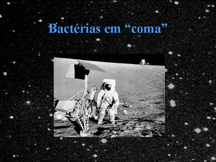 Bactérias em “coma” 