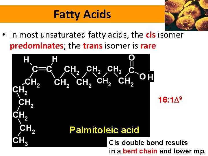 Fatty Acids • In most unsaturated fatty acids, the cis isomer predominates; the trans