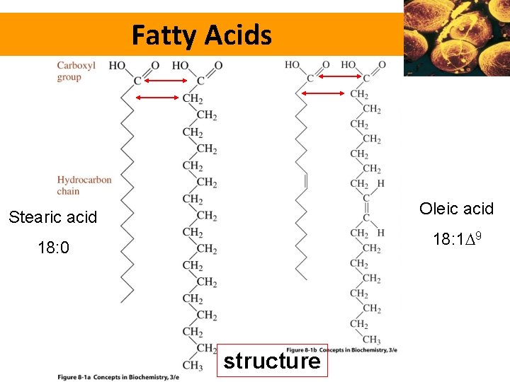 Fatty Acids Stearic acid Oleic acid 18: 0 18: 1 9 structure 