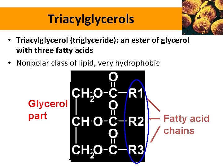 Triacylglycerols • Triacylglycerol (triglyceride): an ester of glycerol with three fatty acids • Nonpolar