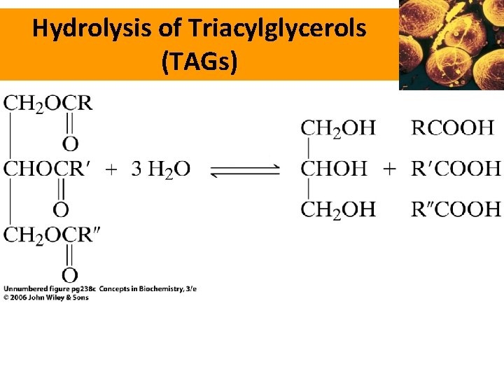 Hydrolysis of Triacylglycerols (TAGs) 