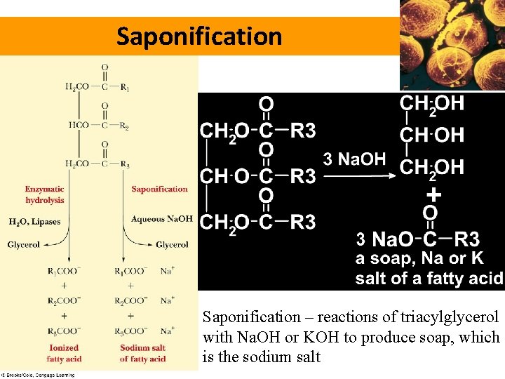 Saponification – reactions of triacylglycerol with Na. OH or KOH to produce soap, which