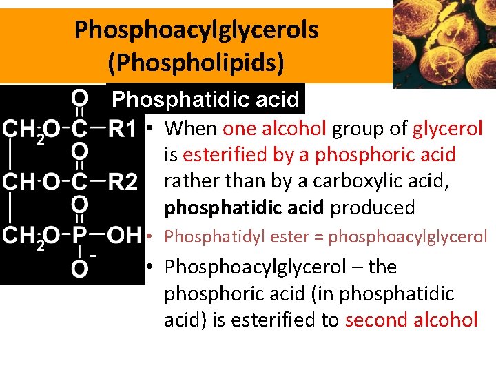 Phosphoacylglycerols (Phospholipids) Phosphatidic acid • When one alcohol group of glycerol is esterified by