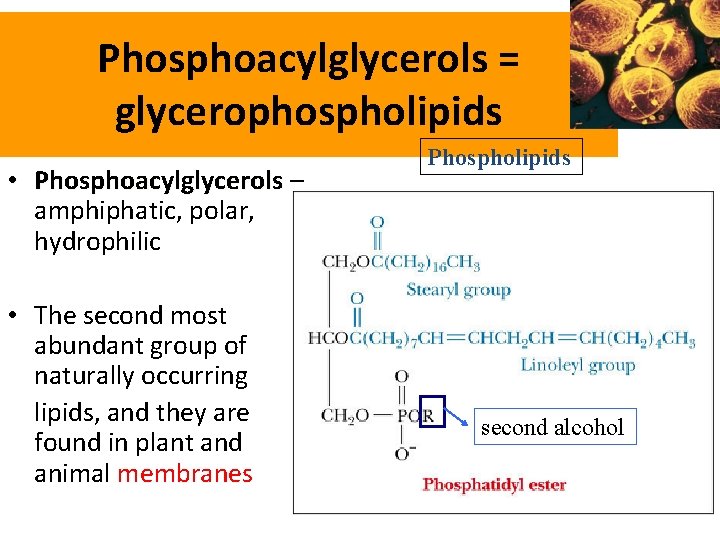 Phosphoacylglycerols = glycerophospholipids • Phosphoacylglycerols – amphiphatic, polar, hydrophilic • The second most abundant