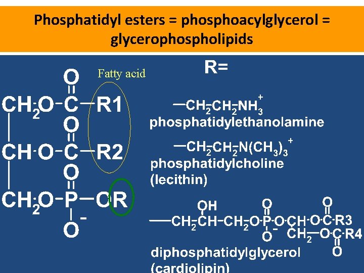Phosphatidyl esters = phosphoacylglycerol = glycerophospholipids Fatty acid 