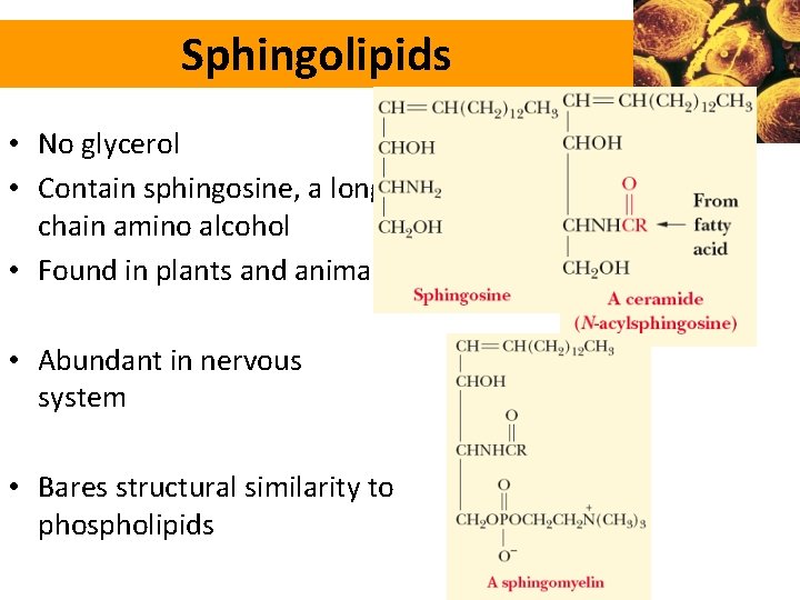 Sphingolipids • No glycerol • Contain sphingosine, a longchain amino alcohol • Found in