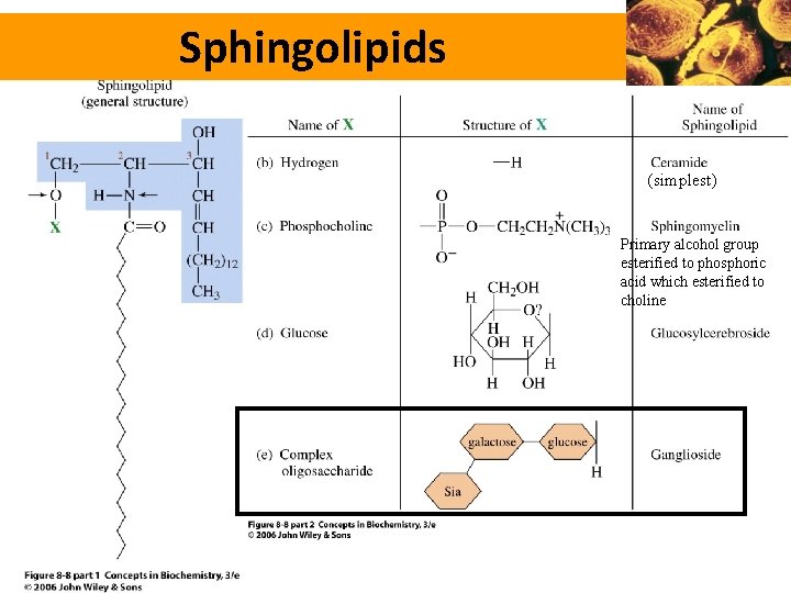 Sphingolipids (simplest) Primary alcohol group esterified to phosphoric acid which esterified to choline 