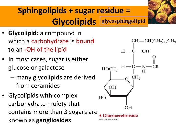 Sphingolipids + sugar residue = Glycolipids • Glycolipid: a compound in which a carbohydrate