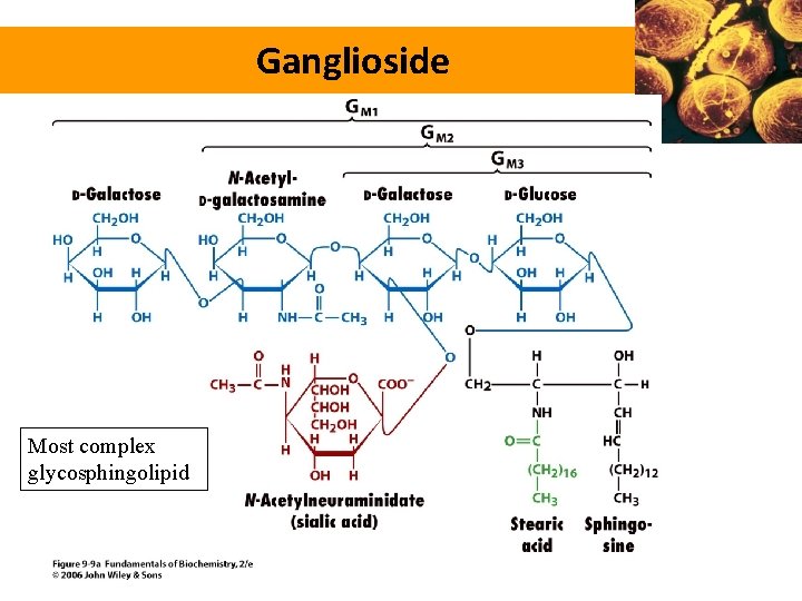 Ganglioside Most complex glycosphingolipid 