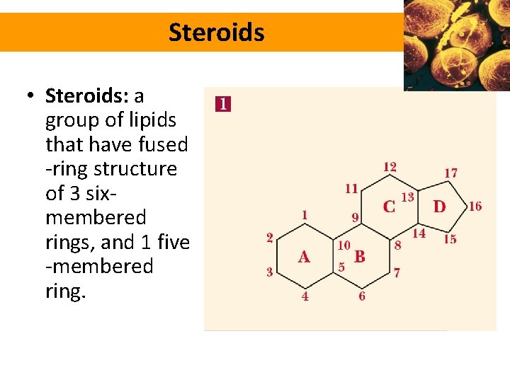 Steroids • Steroids: a group of lipids that have fused -ring structure of 3