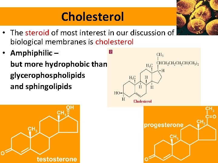 Cholesterol • The steroid of most interest in our discussion of biological membranes is