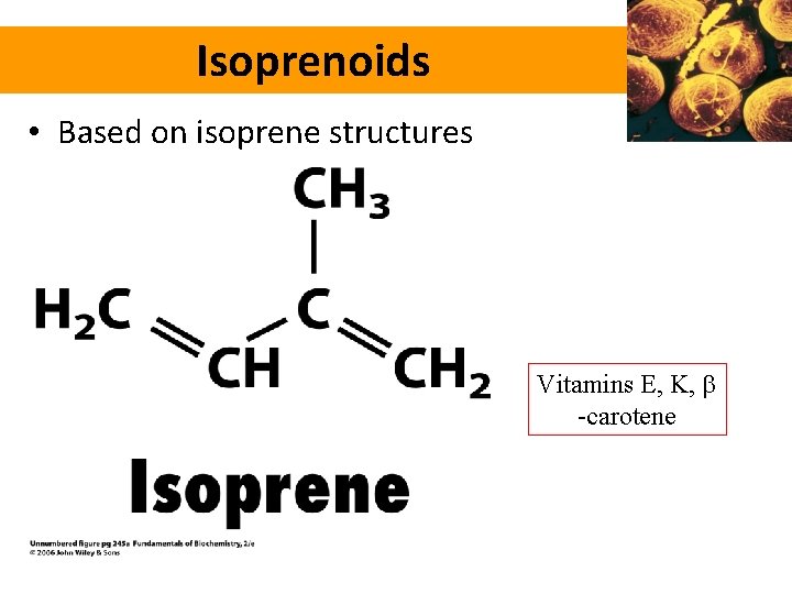 Isoprenoids • Based on isoprene structures Vitamins E, K, -carotene 