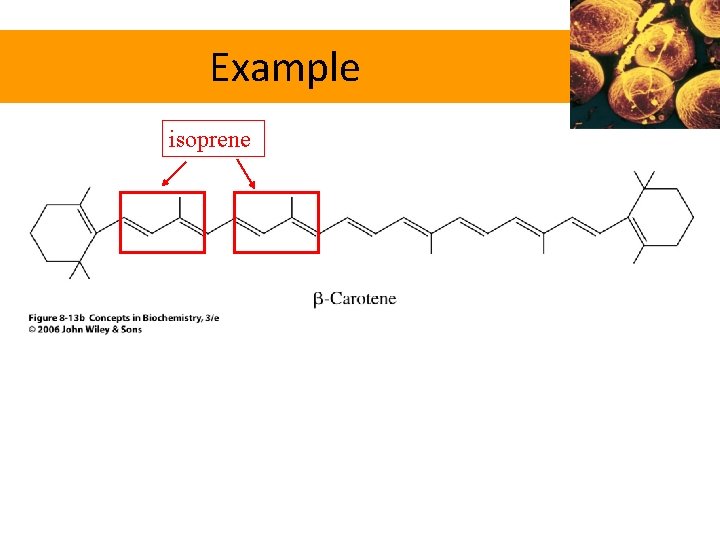 Example isoprene 