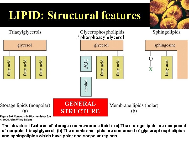 LIPID: Structural features / phosphoacylglycerol GENERAL STRUCTURE The structural features of storage and membrane