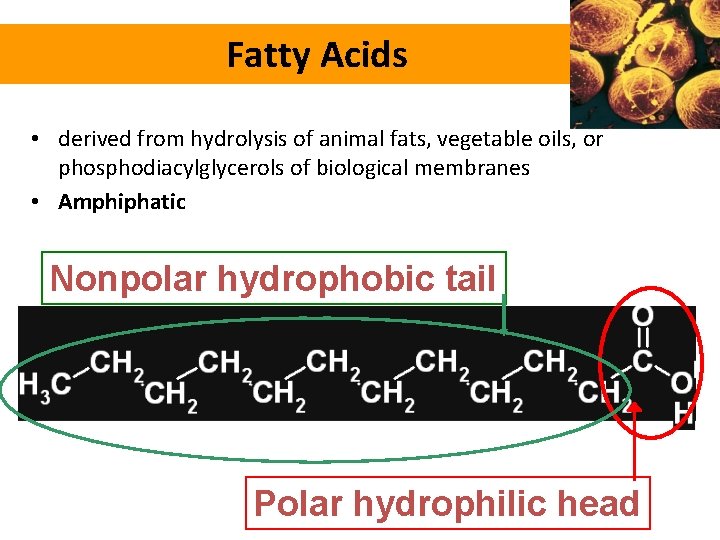 Fatty Acids • derived from hydrolysis of animal fats, vegetable oils, or phosphodiacylglycerols of