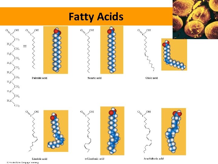 Fatty Acids 
