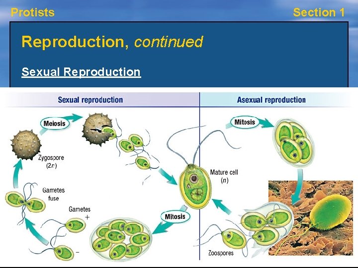 Protists Section 1 Reproduction, continued Sexual Reproduction • Many multicellular protists can reproduce both