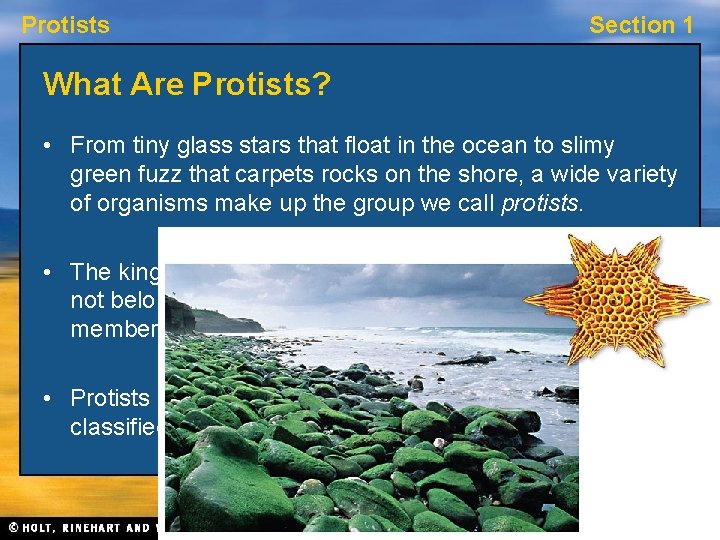 Protists Section 1 What Are Protists? • From tiny glass stars that float in