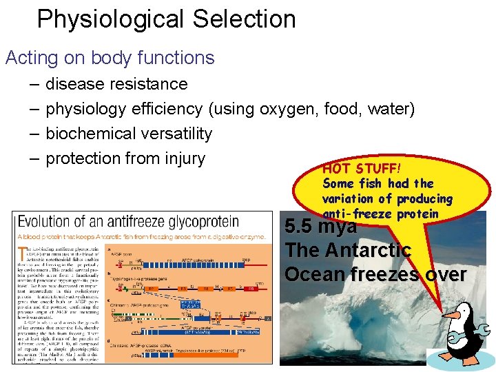 Physiological Selection Acting on body functions – – disease resistance physiology efficiency (using oxygen,