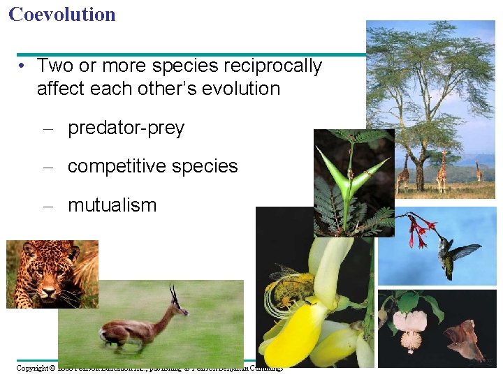 Coevolution • Two or more species reciprocally affect each other’s evolution – predator-prey –