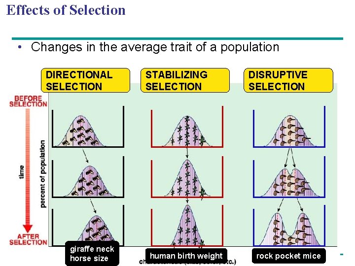 Effects of Selection • Changes in the average trait of a population DIRECTIONAL SELECTION