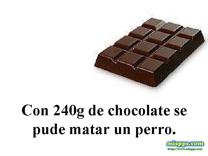 Con 240 g de chocolate se pude matar un perro. 