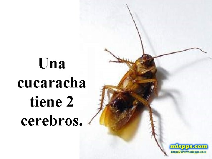 Una cucaracha tiene 2 cerebros. 