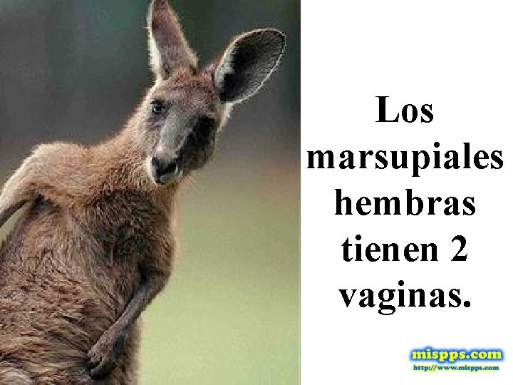 Los marsupiales hembras tienen 2 vaginas. 