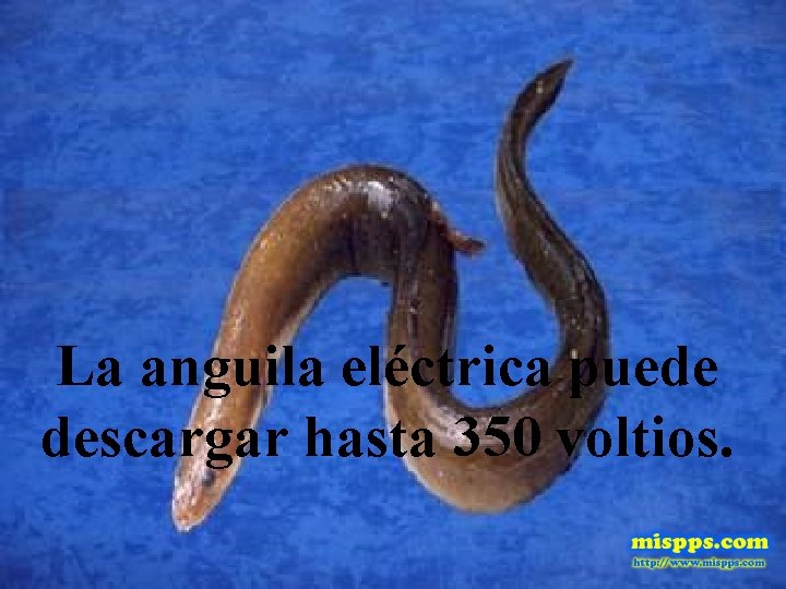 La anguila eléctrica puede descargar hasta 350 voltios. 