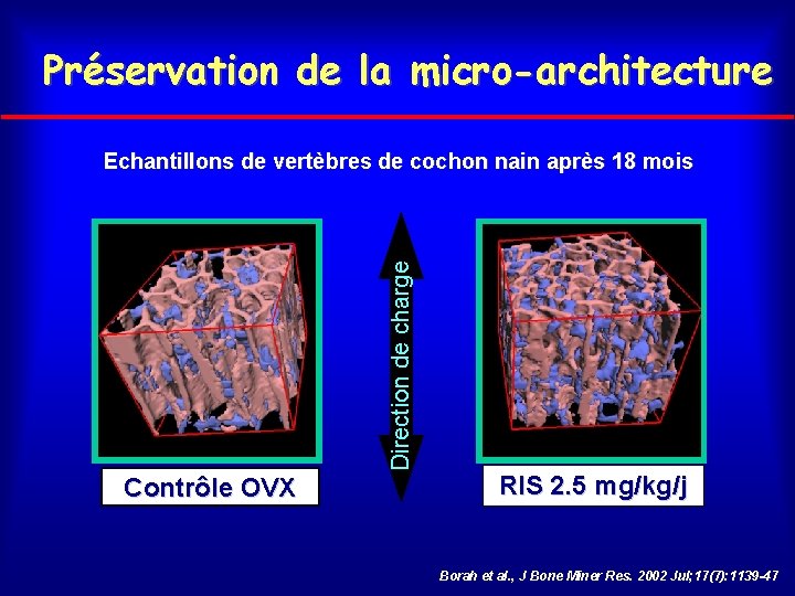 Préservation de la micro-architecture Direction de charge Echantillons de vertèbres de cochon nain après