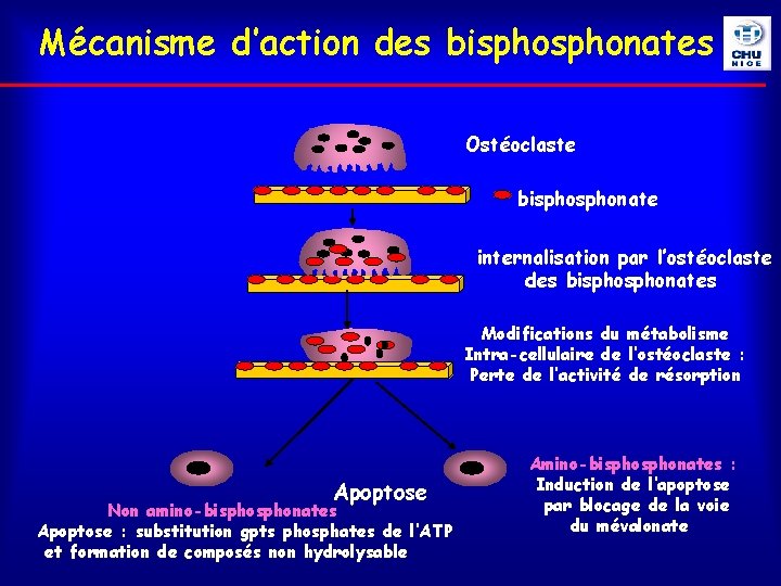 Mécanisme d’action des bisphonates Ostéoclaste bisphonate internalisation par l’ostéoclaste des bisphonates Modifications du métabolisme