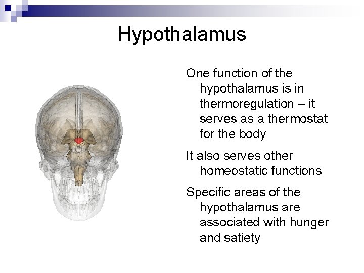 Hypothalamus One function of the hypothalamus is in thermoregulation – it serves as a