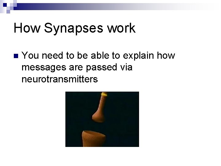 How Synapses work n You need to be able to explain how messages are