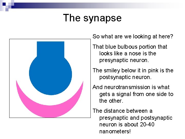 The synapse So what are we looking at here? That blue bulbous portion that