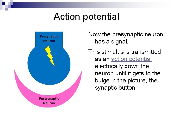 Action potential Now the presynaptic neuron has a signal. This stimulus is transmitted as