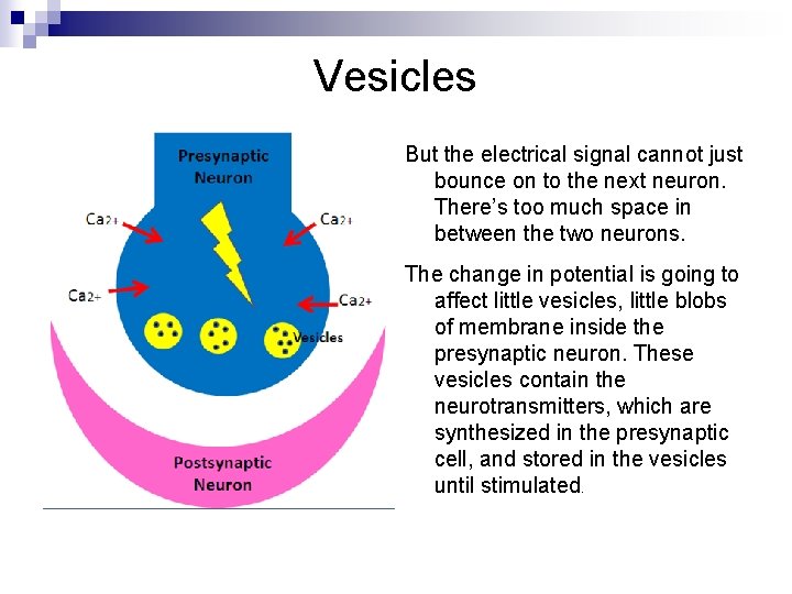 Vesicles But the electrical signal cannot just bounce on to the next neuron. There’s