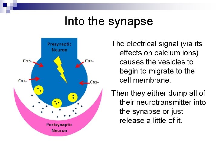 Into the synapse The electrical signal (via its effects on calcium ions) causes the