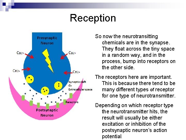 Reception So now the neurotransitting chemicals are in the synapse. They float across the