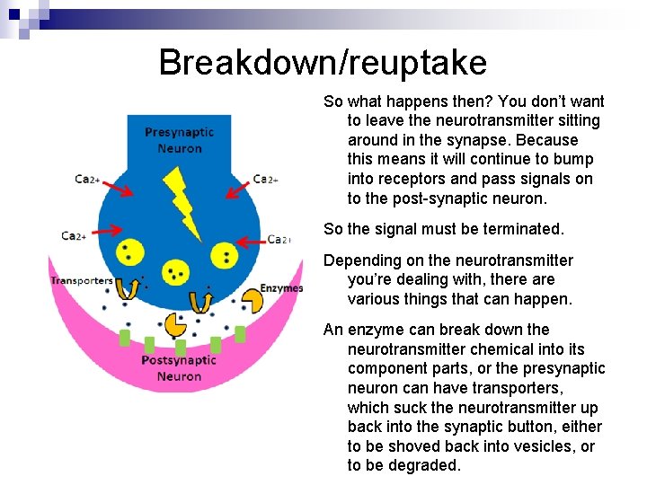 Breakdown/reuptake So what happens then? You don’t want to leave the neurotransmitter sitting around