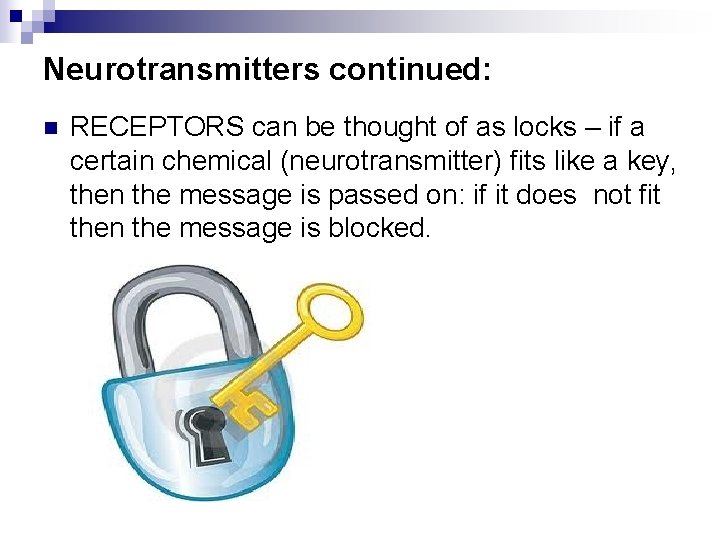 Neurotransmitters continued: n RECEPTORS can be thought of as locks – if a certain