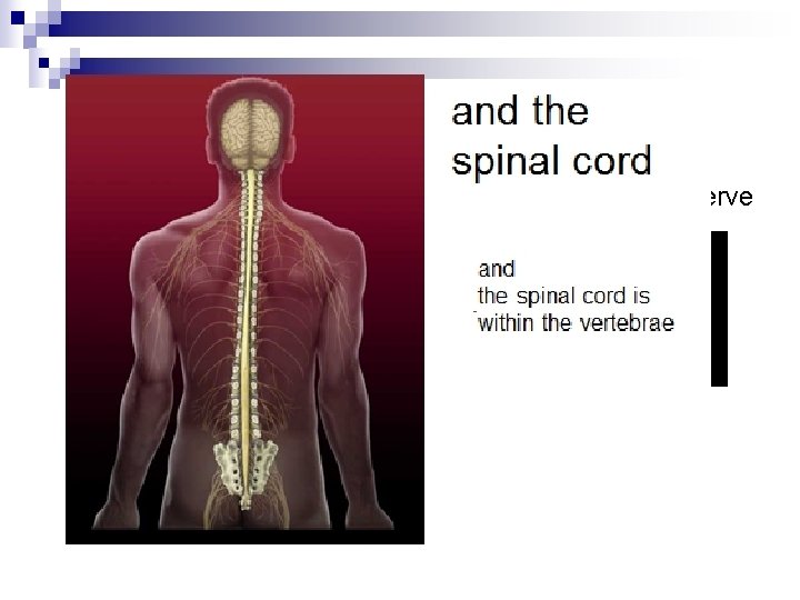 n n The Nervous System has 2 main parts – the Central Nervous System